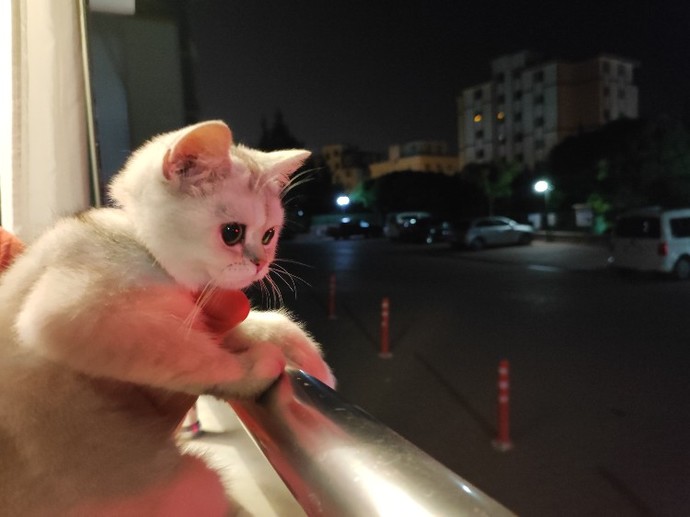 Hangi Hayvanı Seviyorsun?