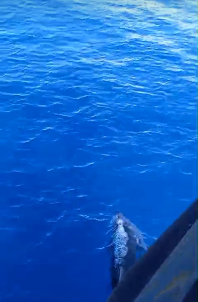 Stalk ne için yapılır? Stalkladiginiz biri var mi?