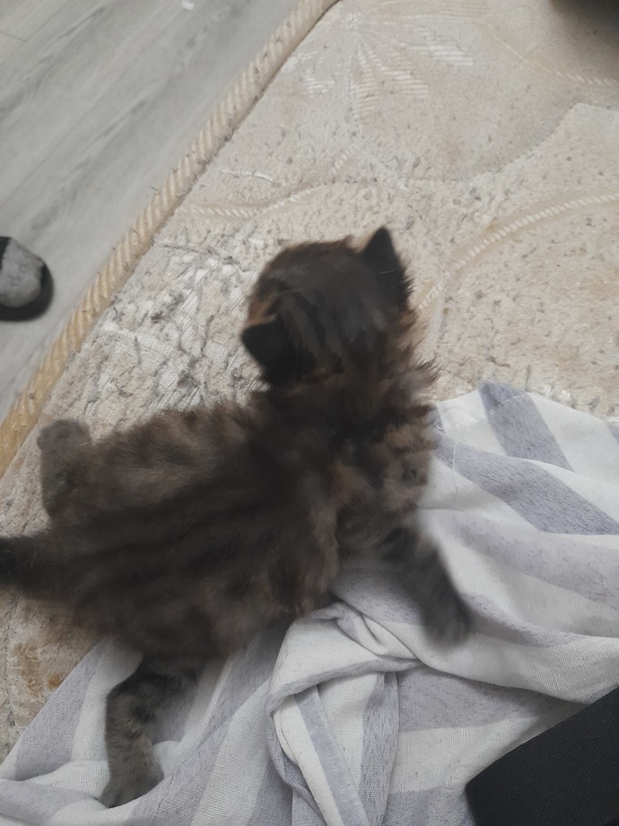 Marketten kola aldım ama hareket ediyor normal mi😂?