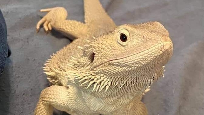 Sizce sakallı ejder tatlı bir hayvan mı?