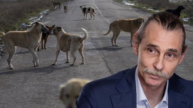 Sokak köpekleri "görevli" olarak istihdam edilecek! Erdal Beşikçioğlu'nun sokak köpekleri kararını nasıl buldunuz?