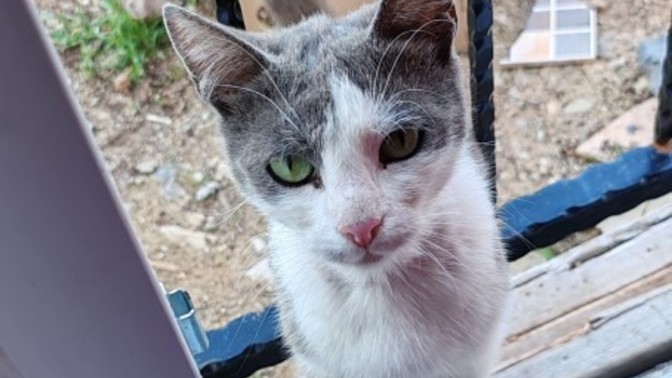 Kedilerle aranız nasıl?