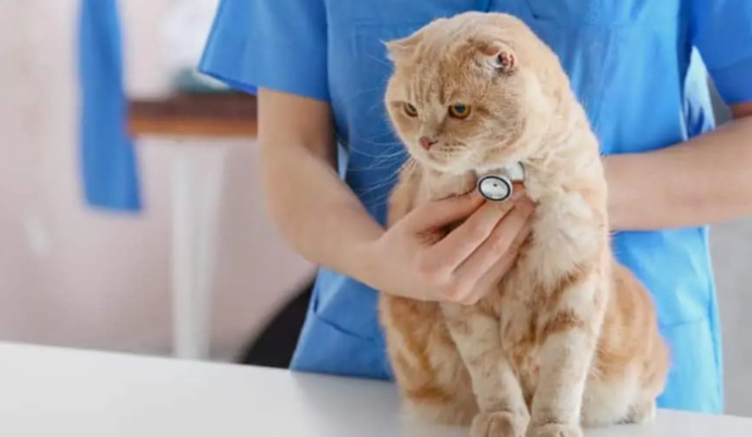 Kedinizi ne sıklıkla veterinere götürüyorsunuz?