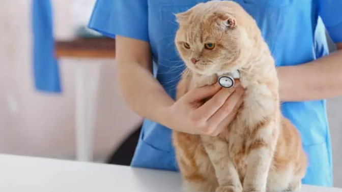 Kedinizi ne sıklıkla veterinere götürüyorsunuz?
