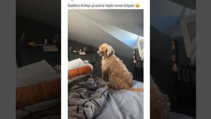 Şivenizi kullanıyor musunuz?