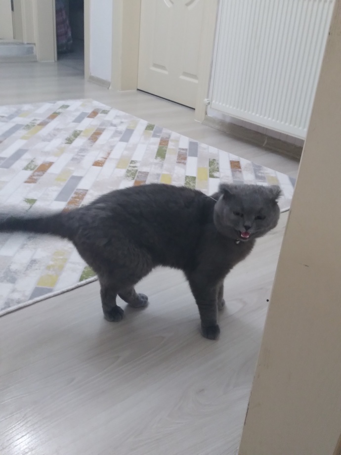 Cins kedi buldum ve erkek. dişi kedim bu kediyle anlaşamıyor, kedim hamile kalır mı, kedimin yavrularını öldürür mü?