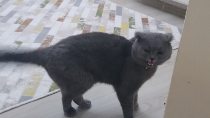 Cins kedi buldum ve erkek. dişi kedim bu kediyle anlaşamıyor, kedim hamile kalır mı, kedimin yavrularını öldürür mü?