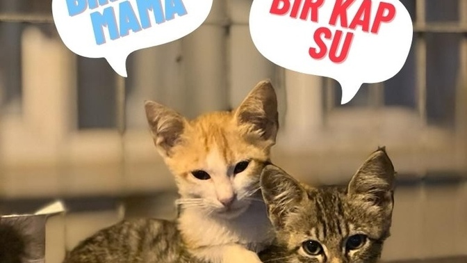 Sıcakta ki canları unutmuyorsun öyle değil mi?