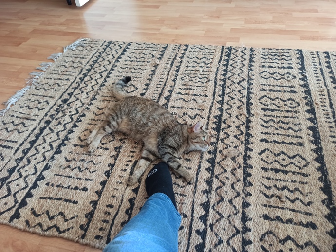 Arkadaş kendini bukalemun sanıyor 🤔 psikologa götürmem gerekir mi 🤔?