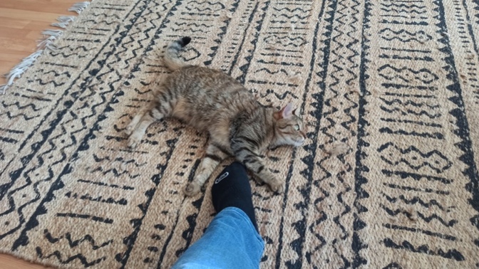 Arkadaş kendini bukalemun sanıyor 🤔 psikologa götürmem gerekir mi 🤔?