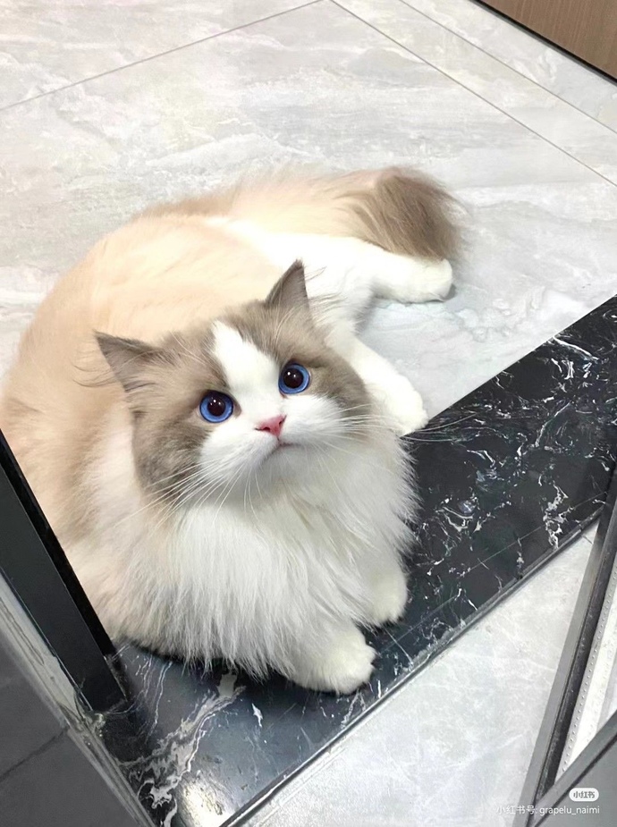 Kediler bu dünyada ki en güzel varlıklar değiller mi?