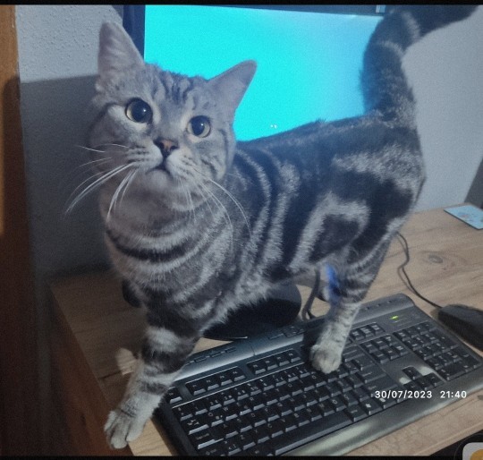 Kediler bu dünyada ki en güzel varlıklar değiller mi?