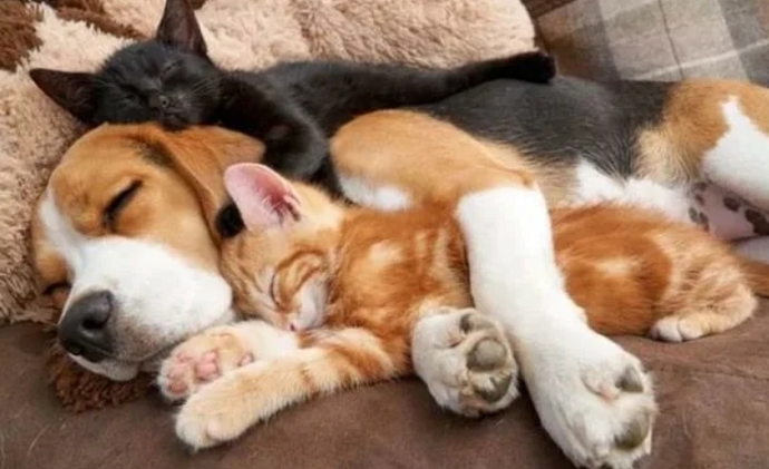 Kedinizin mi Köpeğinizin mi olmasını isterdiniz?