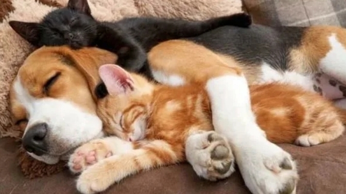 Kedinizin mi Köpeğinizin mi olmasını isterdiniz?
