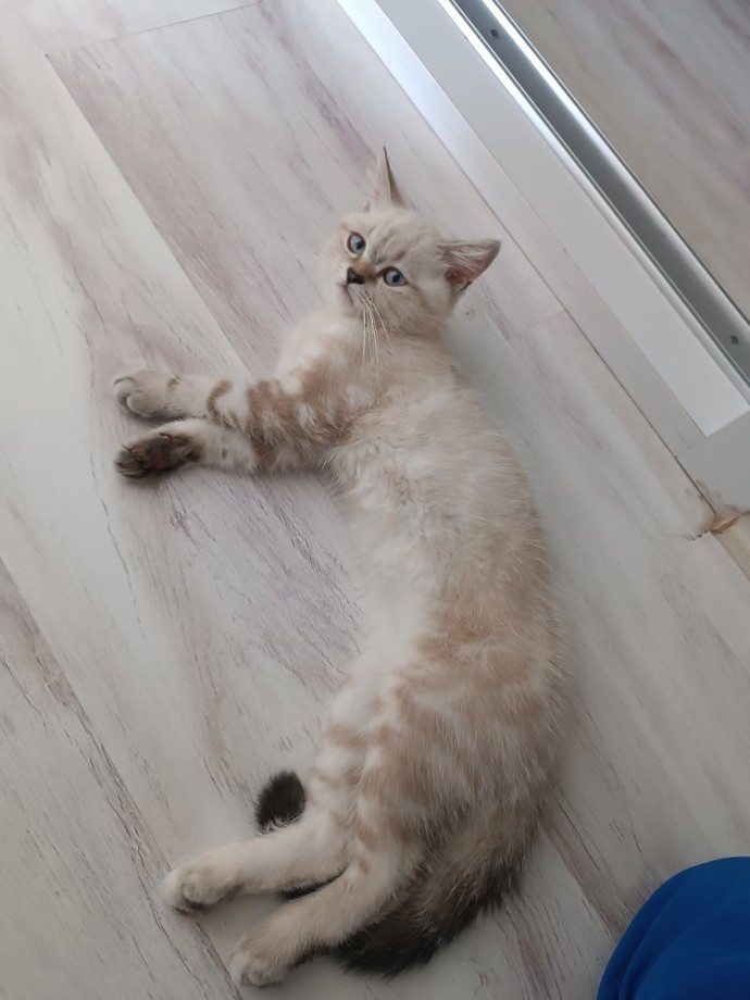 Kedim sürekli uyuyor, neden olabilir?