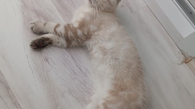 Kedim sürekli uyuyor, neden olabilir?