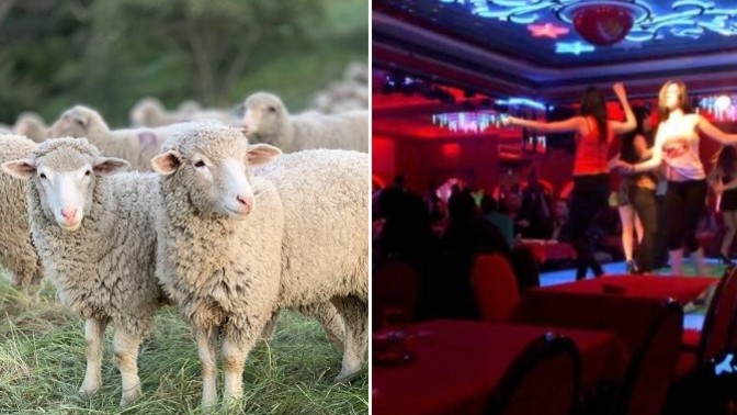 Adana'da 60 küçükbaş hayvanı çalıp satan çoban, eğlence mekanında eğlenirken yakalandı. Eğlenmek için neler yaparsınız?
