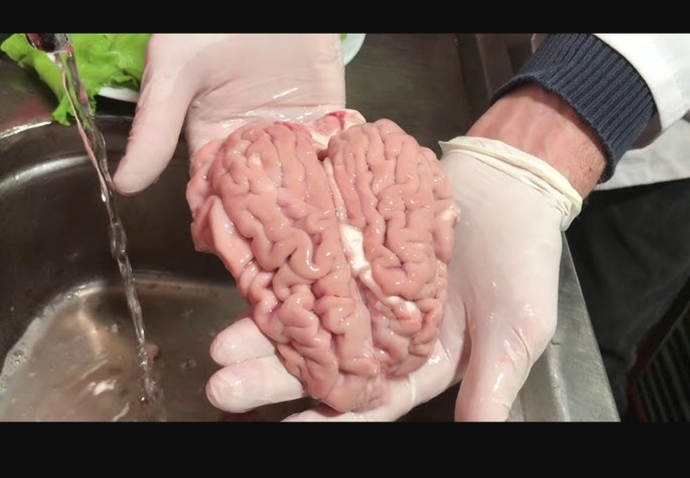 Kafanın çalışması için illa yemek yemen şart mı, yoksa aç karınla da zeki olabiliyor musun🤭🤭?
