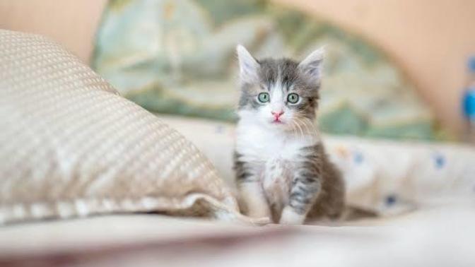 Çocuk olan evde kedi beslenir mi?