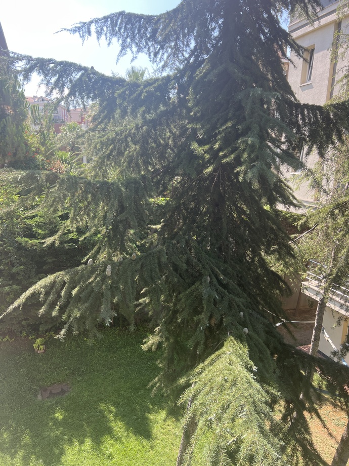 Keyifli mi Sabahlar🌱?