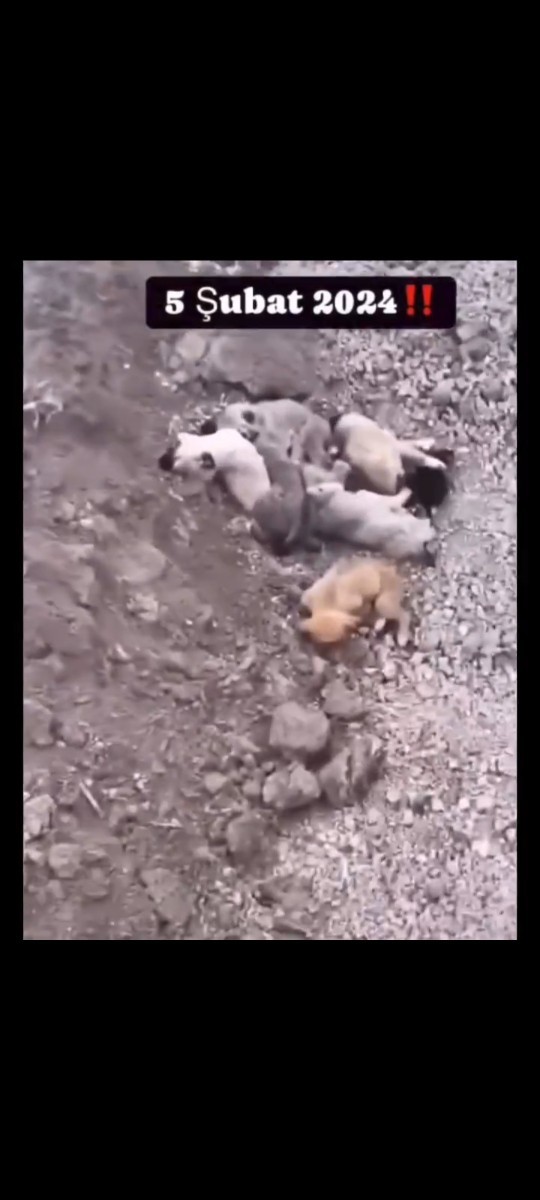 Sa gençler sokak hayvanlarının uyutulacak olmasını doğru buluyonuz mu?