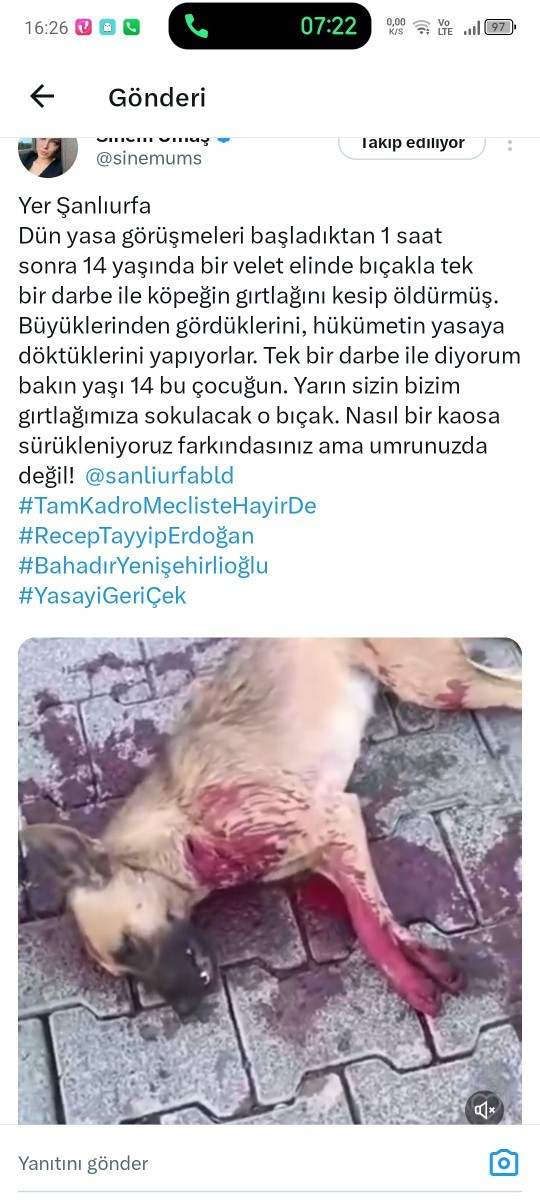 Sa gençler sokak hayvanlarının uyutulacak olmasını doğru buluyonuz mu?