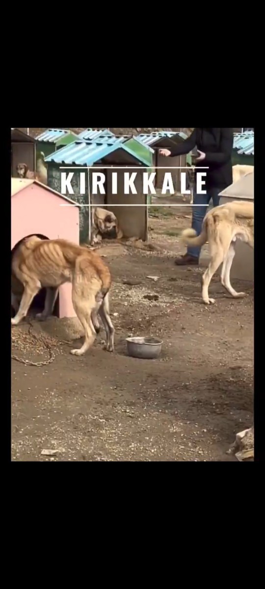 Sa gençler sokak hayvanlarının uyutulacak olmasını doğru buluyonuz mu?