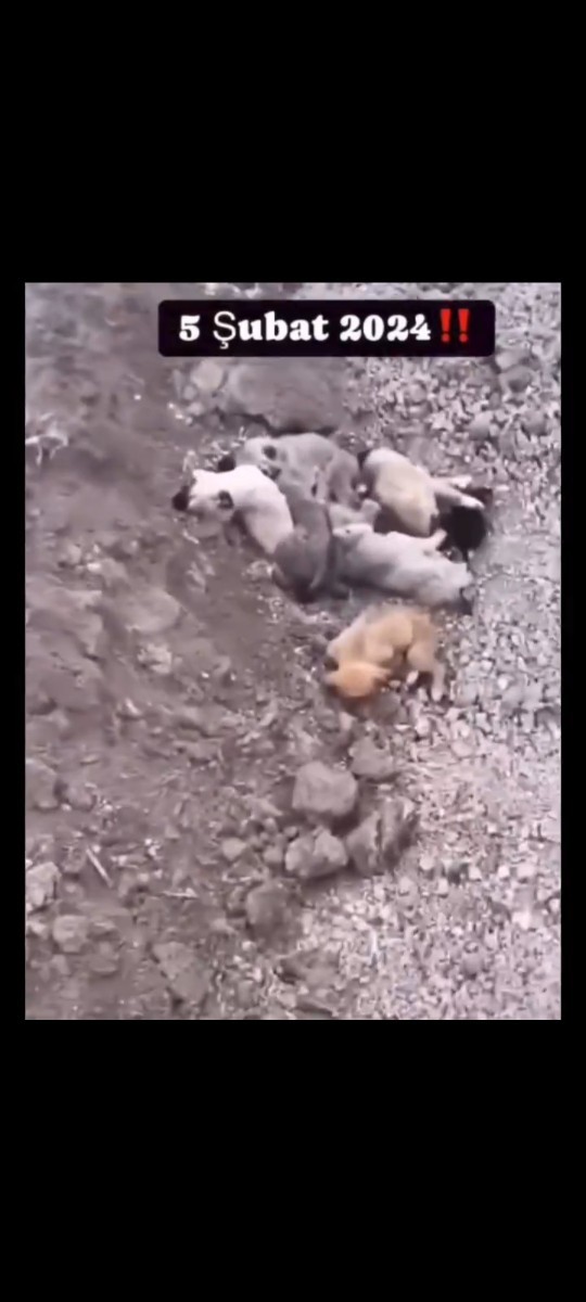 Sa gençler sokak hayvanlarının uyutulacak olmasını doğru buluyonuz mu?