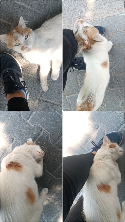 Minnoş kedinin sırnaşıklığına bakar mısınızz?