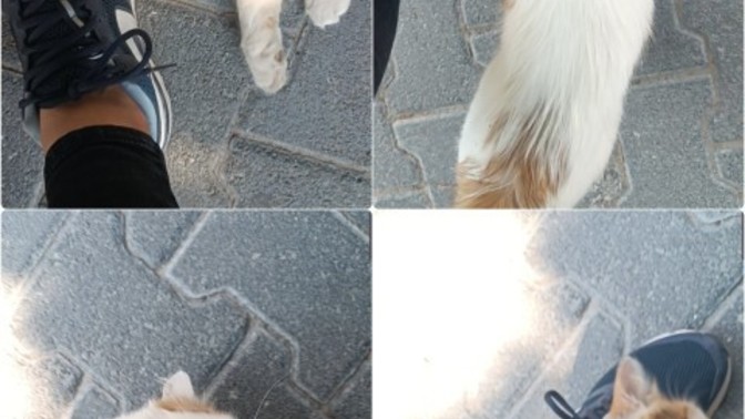 Minnoş kedinin sırnaşıklığına bakar mısınızz?