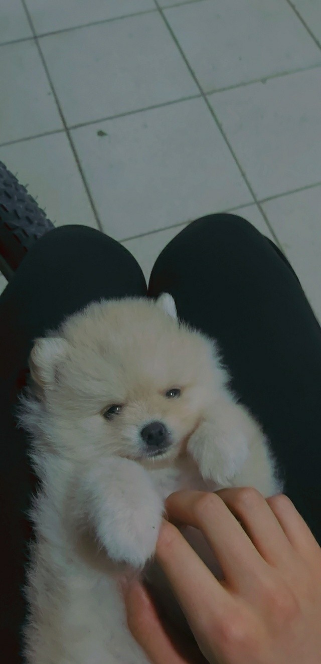 Yavru köpeğe nasıl bakılır?