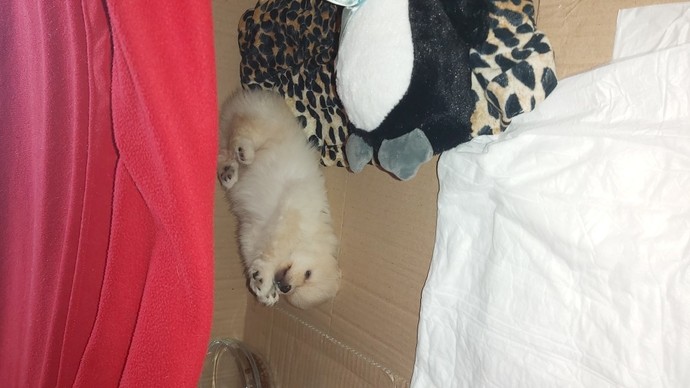 Yavru köpeğe nasıl bakılır?