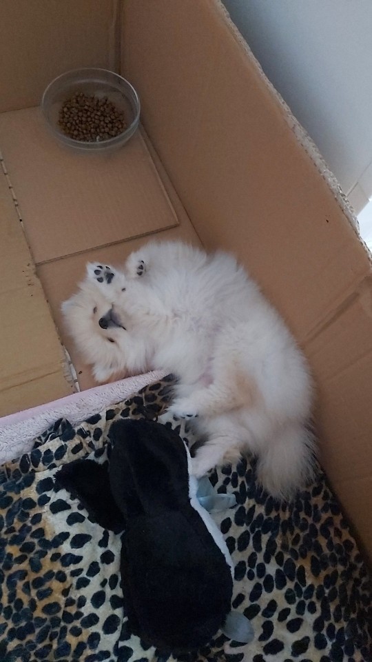 Yavru köpeğe nasıl bakılır?