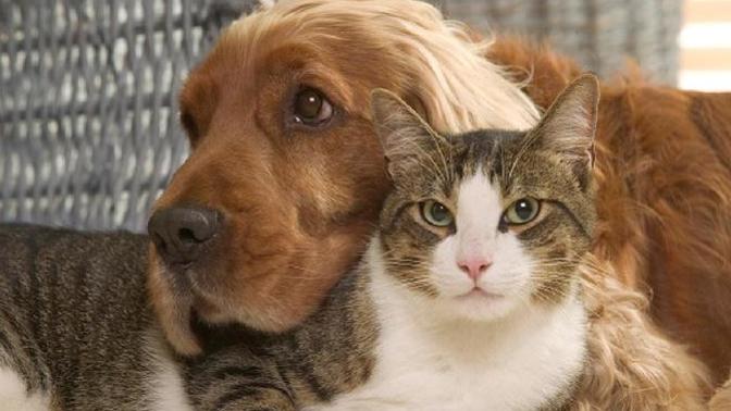 Kedi veya köpek sahiplenmek isteyenlere ne tavsiye edersiniz?