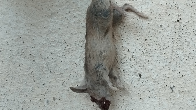 Evdeki her haşarıyı öldürür müsünüz yoksa doğal yaşamına mı bırakırsınız?