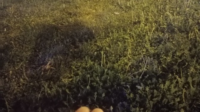 Yaz akşamları parkta oturup çekirdek kola yapmayı sever misiniz 😅?