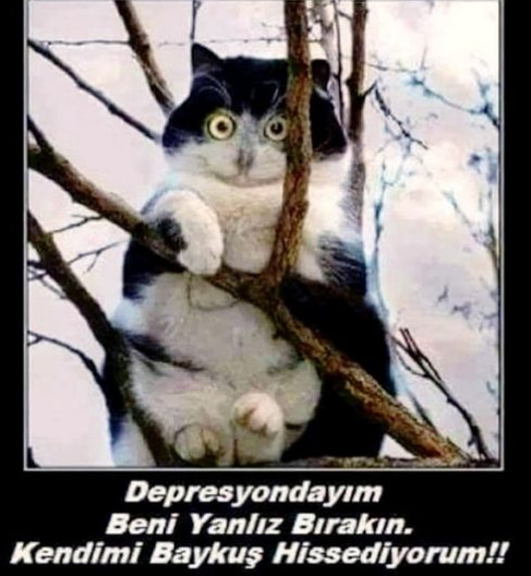 Ben bir baligim, balık gibi hissediyorum?