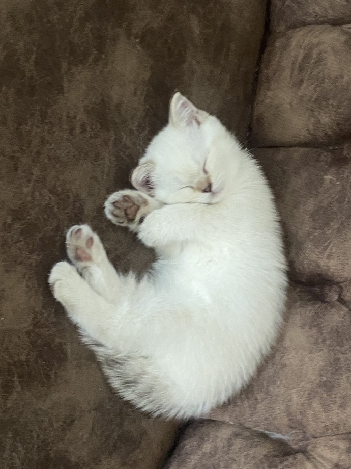 Bugün 8 Ağustos Dünya Kediler Günü! Bir kedi özelliği paylaşır mısın?