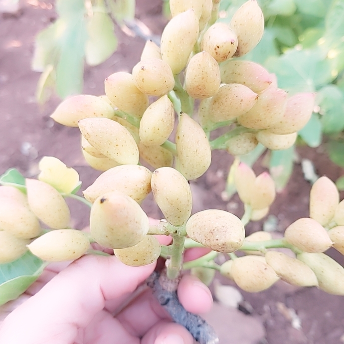 Sevgilime Antep fıstığı dalı uzatsam barışır mı?