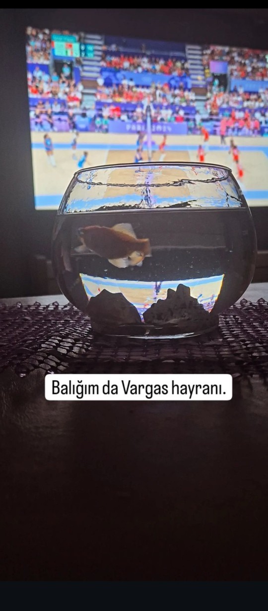 Balığım Vargas hayranı ne yapmalıyım?