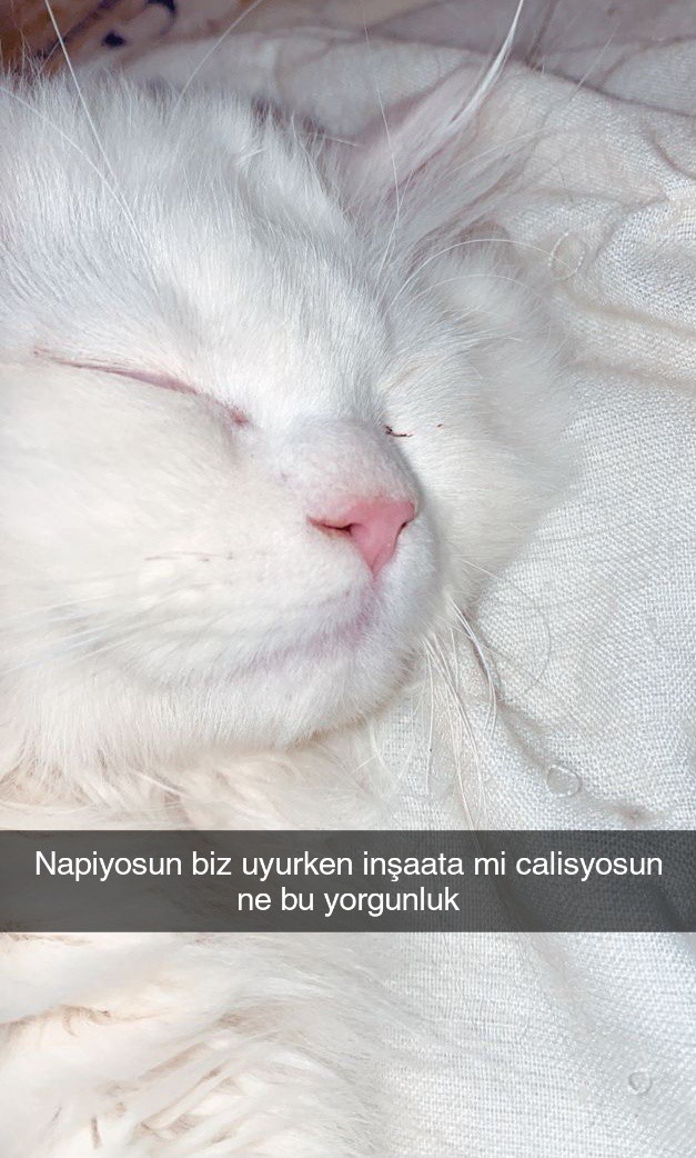 Kedim sürekli uyuyor bu hasta olabilir mi?
