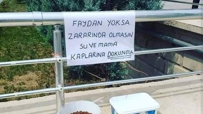 Sokakta ki canlara sahip çıkıyor musun merak ediyorum?