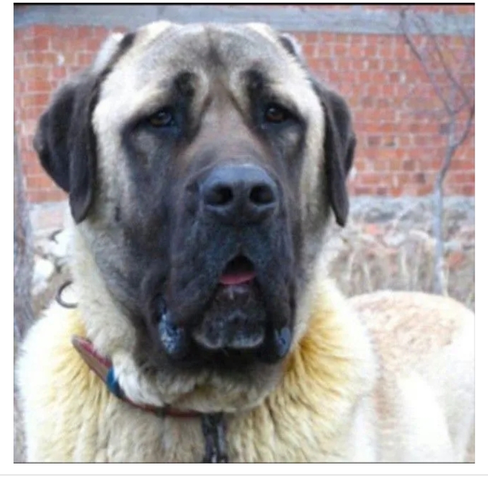 Hırsızlık olmasın diye köpek almıştım köpeği çalmışlar?
