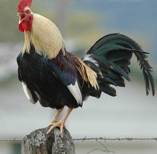 Hangi kelimeye gıcık olursun?