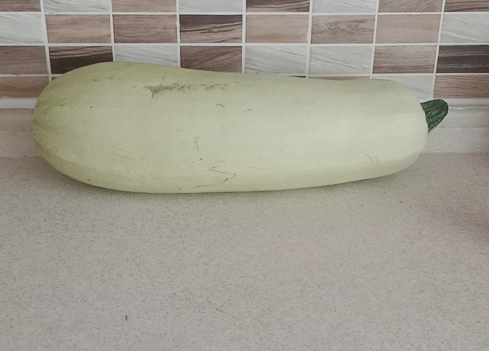 Bu kocaman dev gibi kabağı size verseydim ne yapardınız?