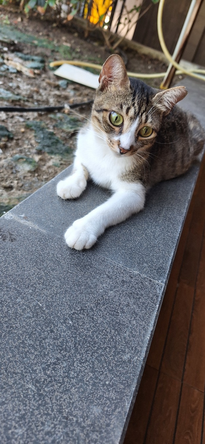 Şunun kedinin edalarına triplerine bir bakar mısınız ya?