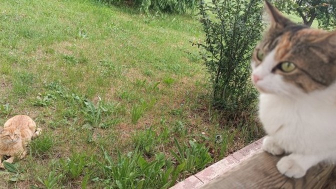 Şunun kedinin edalarına triplerine bir bakar mısınız ya?
