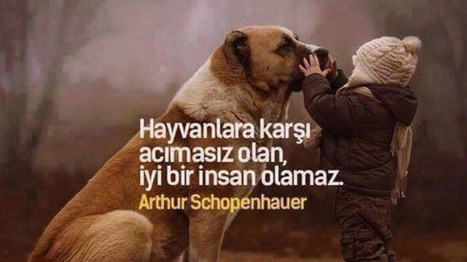 🚨 Hayvan severler Bakabilir mi?