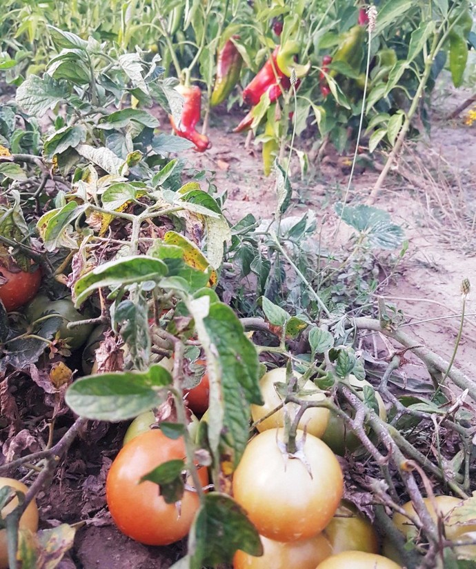 Ayçiçekleri orkestrası soruyor, sıradaki parça ne olsun 🌻?