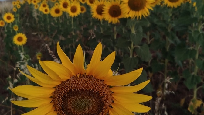 Ayçiçekleri orkestrası soruyor, sıradaki parça ne olsun 🌻?
